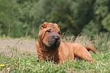 SHAR-PEI 811